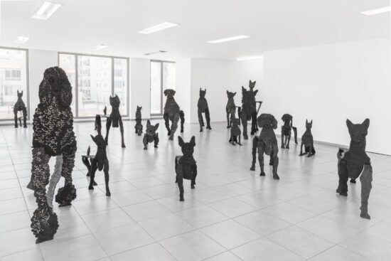 גיא ניסנהויז, כלבים, 2018-2022
